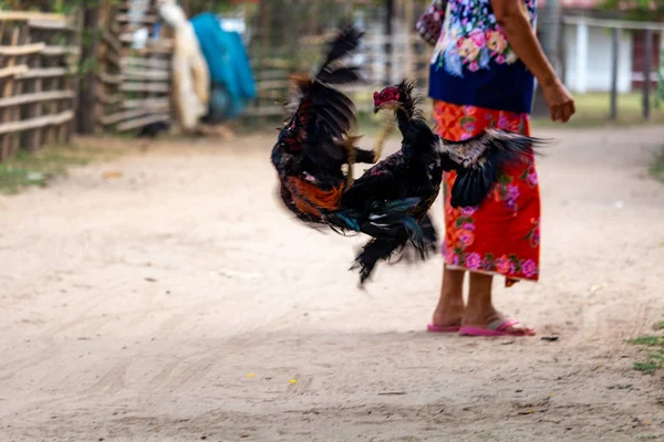 Don Daeng Laos Abril 2018 Dois Galos Agressivos Lutando Meio — Fotografia de Stock