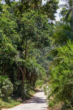 Koh Samui orman Tayland