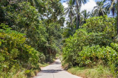 Koh Samui orman Tayland
