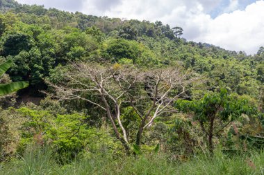 Koh Samui orman vahşi ağaçlar Tayland