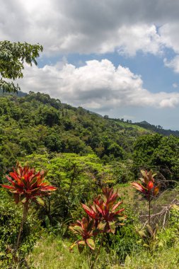 Koh Samui orman vahşi ağaçlar Tayland