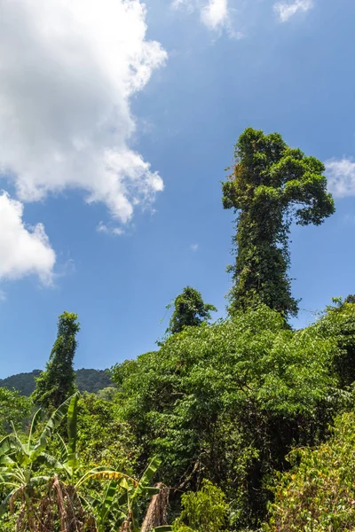 サムイ島ジャングル野生の木タイ — ストック写真
