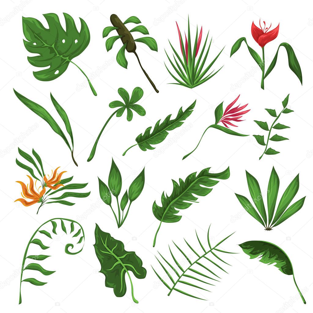 Selva hojas y flores vector conjunto Vector de stock por ©superiorstocker  207169284, image size:1024x1024