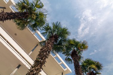 palmiye ağaçları otel, Crimea tarafından