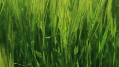 Yeşil buğday sapları rüzgarda savruluyor. Doğal buğday tarlası. Güneşli bir günde bulutlu buğday tarlası.