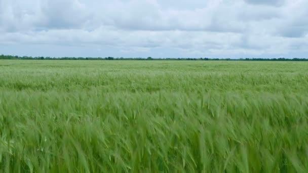 Зелёные стебли пшеницы дуют на ветер. Естественное пшеничное поле. Пшеничное поле с облаками в солнечный день . — стоковое видео