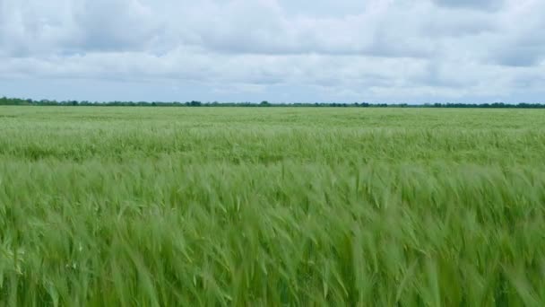 Groene tarwestengels waaien in de wind. Natuurlijk tarweveld. Bruisend natuurtarweveld met wolken op zonnige dag. — Stockvideo