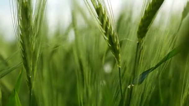 Los tallos de trigo verde soplan en el viento. Campo de trigo natural. Naturaleza bulliciosa campo de trigo con nubes en día soleado . — Vídeo de stock