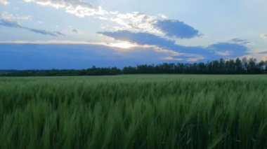 Yeşil buğday sapları rüzgarda savruluyor. Doğal buğday tarlası. Güneşli bir günde bulutlu buğday tarlası.