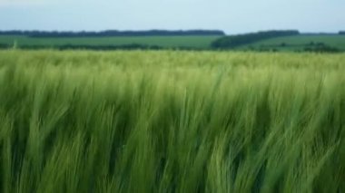 Yeşil buğday sapları rüzgarda savruluyor. Doğal buğday tarlası. Güneşli bir günde bulutlu buğday tarlası.