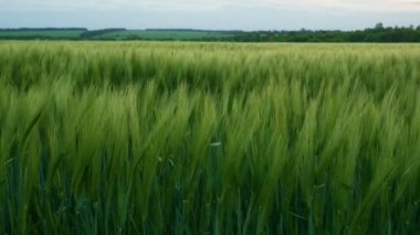 Yeşil buğday sapları rüzgarda savruluyor. Doğal buğday tarlası. Güneşli bir günde bulutlu buğday tarlası.