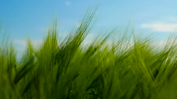 Los tallos de trigo verde soplan en el viento. Campo de trigo natural. Naturaleza bulliciosa campo de trigo con nubes en día soleado . — Vídeo de stock