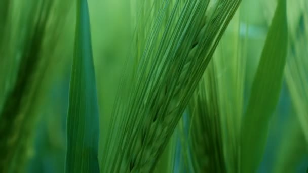 Caules de trigo verde sopram no vento. Campo de trigo natural. Campo de trigo de natureza alegre com nuvens em dia ensolarado . — Vídeo de Stock