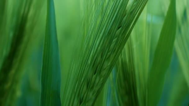 Gli steli di grano verde soffiano nel vento. Campo di grano naturale. Bueutiful campo di grano natura con nuvole nella giornata di sole . — Video Stock