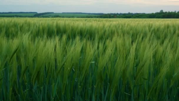 Los tallos de trigo verde soplan en el viento. Campo de trigo natural. Naturaleza bulliciosa campo de trigo con nubes en día soleado . — Vídeos de Stock