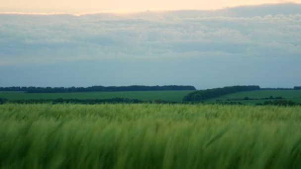 Зелёные стебли пшеницы дуют на ветер. Естественное пшеничное поле. Пшеничное поле с облаками в солнечный день . — стоковое видео