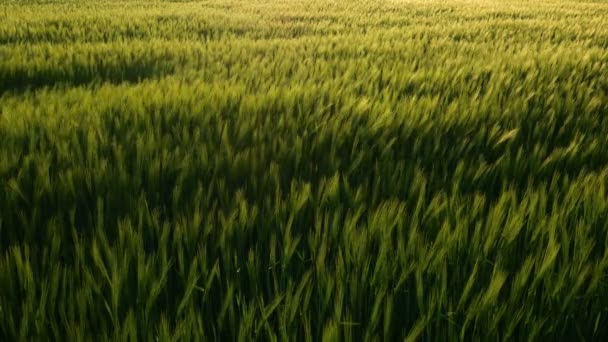 Les tiges de blé vert soufflent dans le vent. Champ de blé naturel. Champ de blé naturel animé avec des nuages par temps ensoleillé . — Video