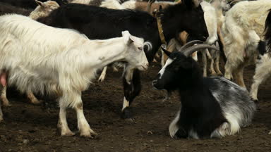 Komik keçi çiftliği. Keçi sürüsü doğa mera üzerinde. Yaban hayatı ve ekoloji.