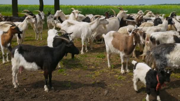 Grappige geit op de boerderij. Kudde geiten op de weide van de natuur. Natuur en ecologie. — Stockvideo