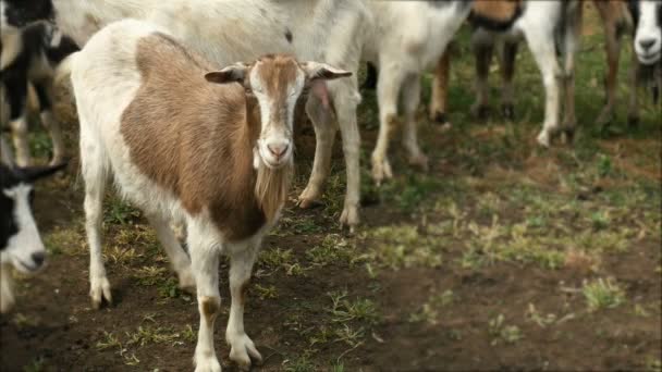 Drôle de chèvre à la ferme. Troupeau de chèvres sur les pâturages naturels. Faune et écologie . — Video