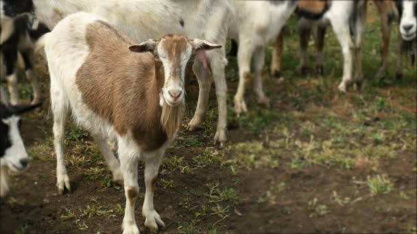 Roliga get på gården. Flock getter på naturen bete. Djurliv och ekologi. — Stockvideo