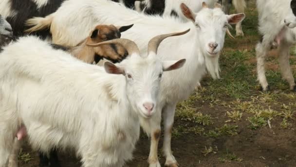 Funny goat on the farm. Herd of goats on nature pasture. Wildlife and ecology. — Stock Video