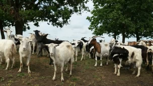 Una cabra graciosa en la granja. Manada de cabras en pastos naturales. Vida silvestre y ecología . — Vídeos de Stock