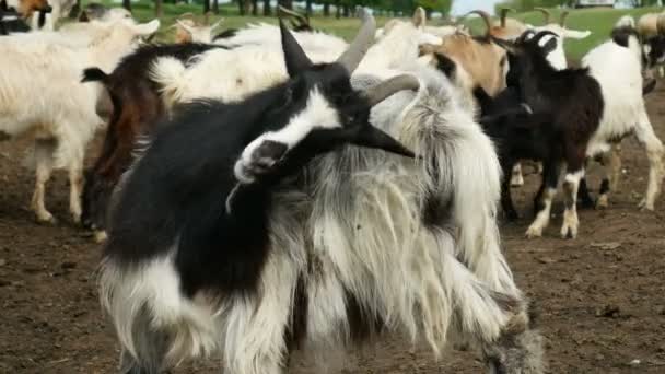 Una cabra graciosa en la granja. Manada de cabras en pastos naturales. Vida silvestre y ecología . — Vídeo de stock