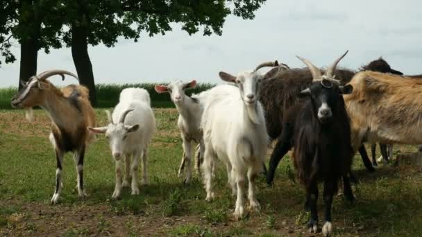 Drôle de chèvre à la ferme. Troupeau de chèvres sur les pâturages naturels. Faune et écologie . — Video