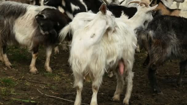 Funny goat on the farm. Herd of goats on nature pasture. Wildlife and ecology. — Stock Video