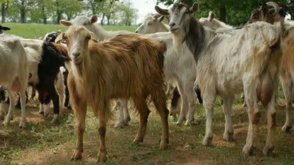 Забавна коза на фермі. Стадо козлів на природі. Дика природа та екологія . — стокове відео