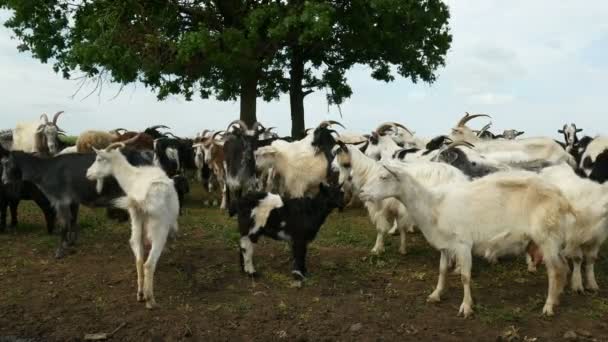 Funny goat on the farm. Herd of goats on nature pasture. Wildlife and ecology. — Stock Video