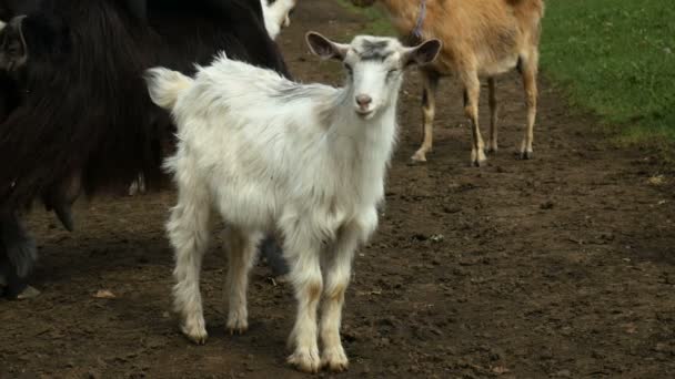 Funny goat on the farm. Herd of goats on nature pasture. Wildlife and ecology. — Stock Video