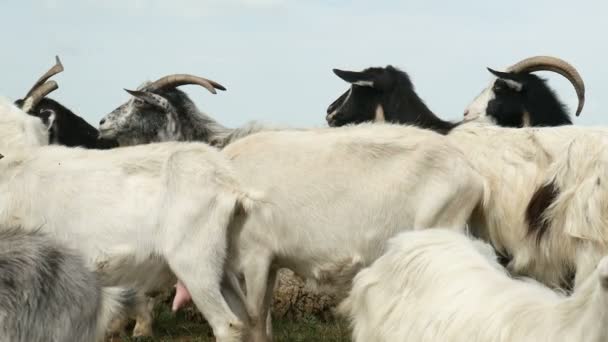 Funny goat on the farm. Herd of goats on nature pasture. Wildlife and ecology. — Stock Video