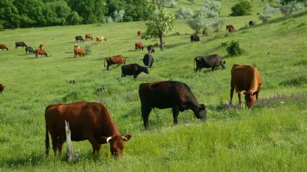 Vista cercana de una manada de vacas pastando. Naturaleza granja paisaje con hierba verde, hermosas flores y nubes azules . — Vídeos de Stock