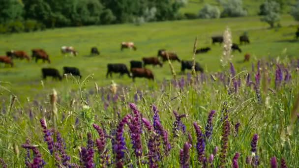 Vue rapprochée d'un troupeau de vaches qui paissent. Paysage agricole naturel avec herbe verte, belles fleurs et nuages bleus . — Video