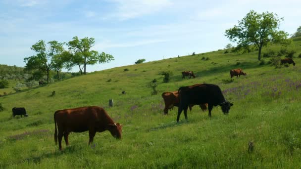 Близкий обзор стада коров, пасущихся на пастбище. Природный ландшафт с зеленой травой, красивыми цветами и голубыми облаками . — стоковое видео