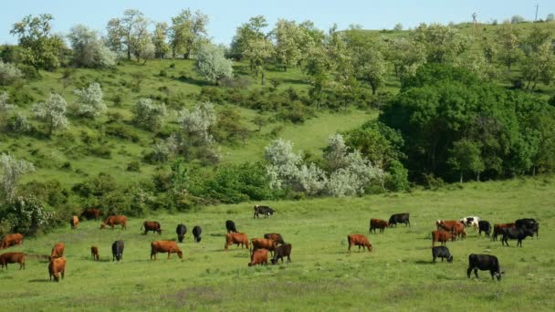 Stäng vyn för en besättning av kor som betar. Naturen gård landskap med grönt gräs, vackra blommor och blå moln. — Stockvideo