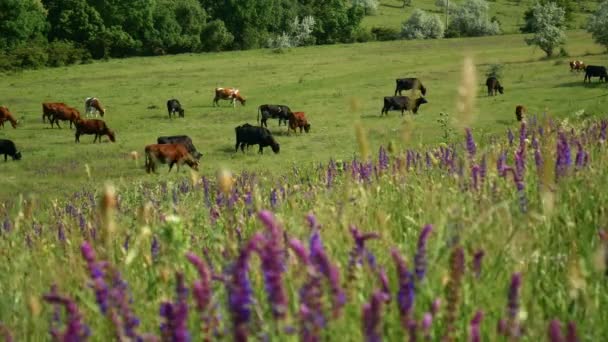 Vista de perto de uma manada de vacas pastando. Natureza paisagem agrícola com grama verde, flores bonitas e nuvens azuis . — Vídeo de Stock