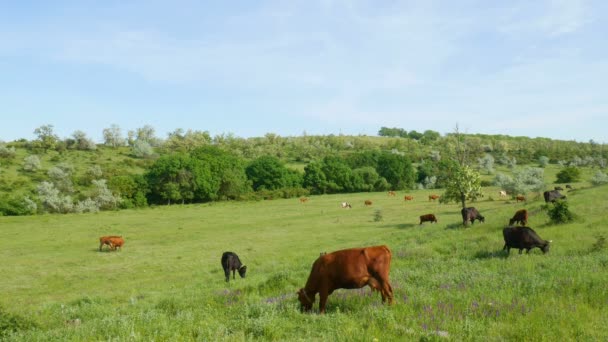 Otlatma inek sürüsü görünümünü kapatın. Yeşil çimen, güzel çiçekler ve mavi bulutlar, doğa çiftliği yatay. — Stok video