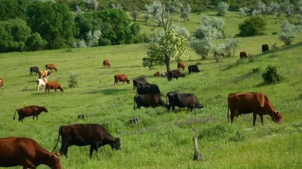 Vista cercana de una manada de vacas pastando. Naturaleza granja paisaje con hierba verde, hermosas flores y nubes azules . — Vídeos de Stock