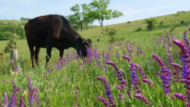 Zamknij Widok Stada Krów Wypas Natura Krajobraz Gospodarstwa Zieloną Trawą — Wideo stockowe