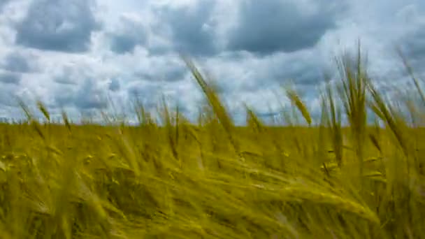 Natural Wheat field. Bueutiful nature landscape timelapse with clouds in sunny day. — Stock Video
