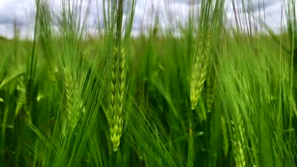 自然の麦畑。晴れた日には雲と Bueutiful 自然風景. — ストック動画