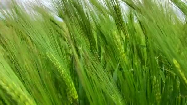 Натуральне пшеничне поле. Вишуканий природний пейзаж з хмарами в сонячний день . — стокове відео