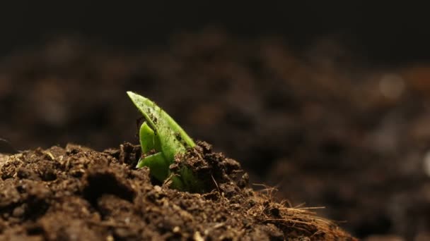 Groeiende Pea Bean op Farm zaden landbouw Timelapse — Stockvideo