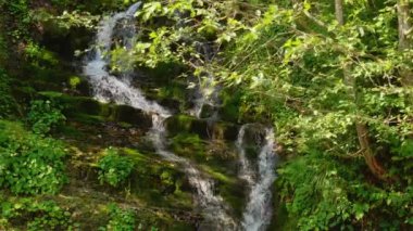 Epik şelale yaz ormanın içinde. Akış