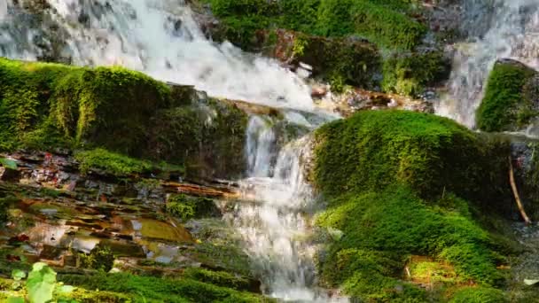 Epickie wodospad las lato. Strumień — Wideo stockowe