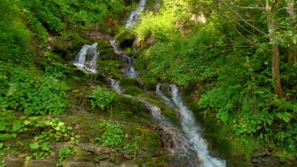 Impozantní vodopád v lese v létě. Horská proudu přírodní pozadí — Stock video