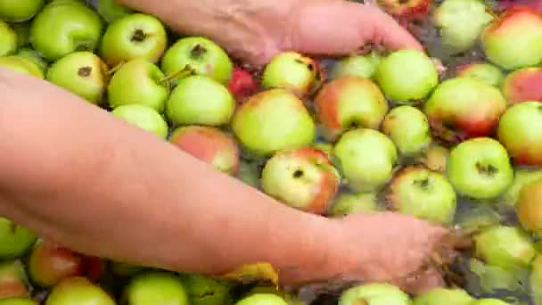 Las manos lavando manzanas se cierran. Frutas y agua limpia . — Vídeos de Stock